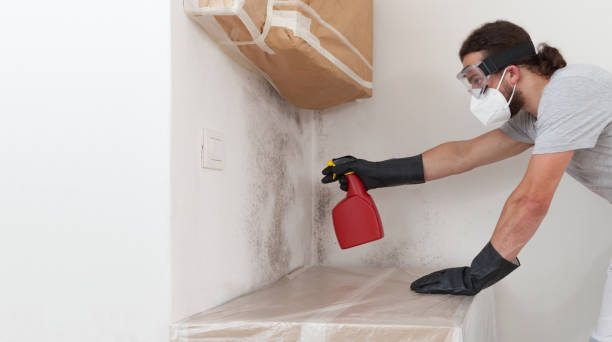 Basement Mold Remediation treatment on basement walls in Lexington